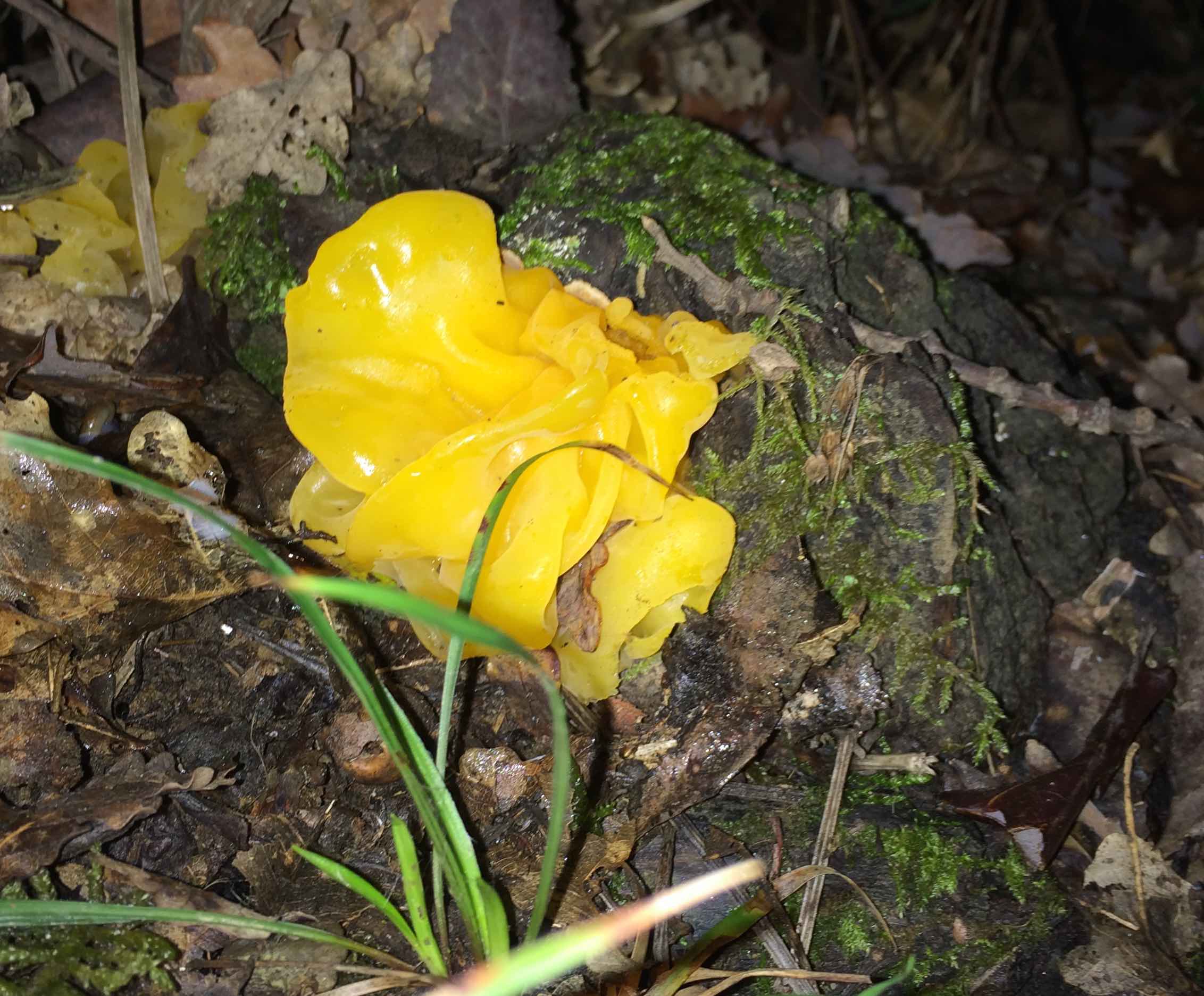 probabile Tremella mesenterica?